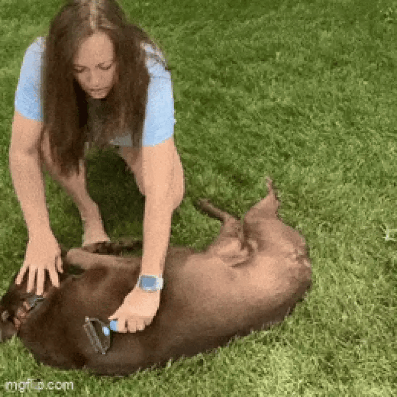 A pet owner grooming her dog outdoors with a blue grooming rake