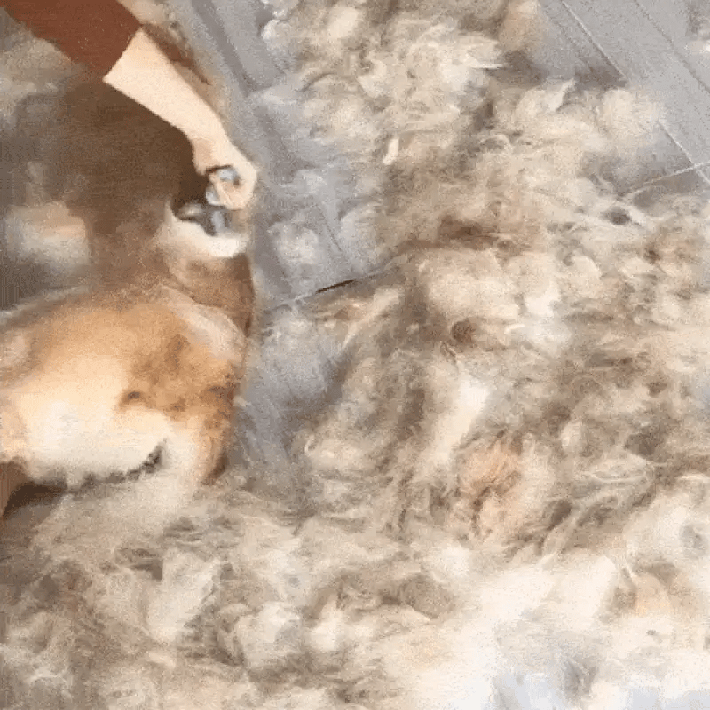 A dog being groomed with loose fur collected nearby