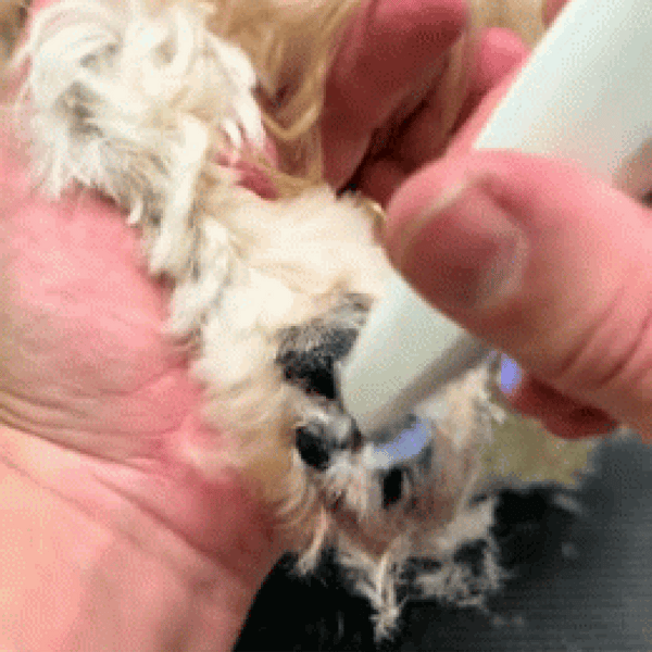 Safe-Trim Pet Groomer